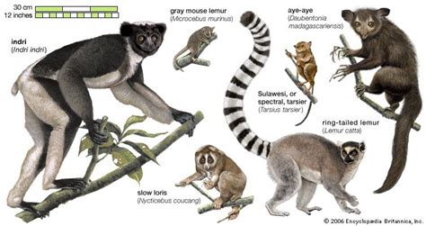 modern tarsiers are most similar to